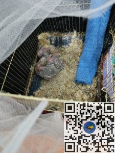 Молодые попугаи Кореллы 3 мальчика